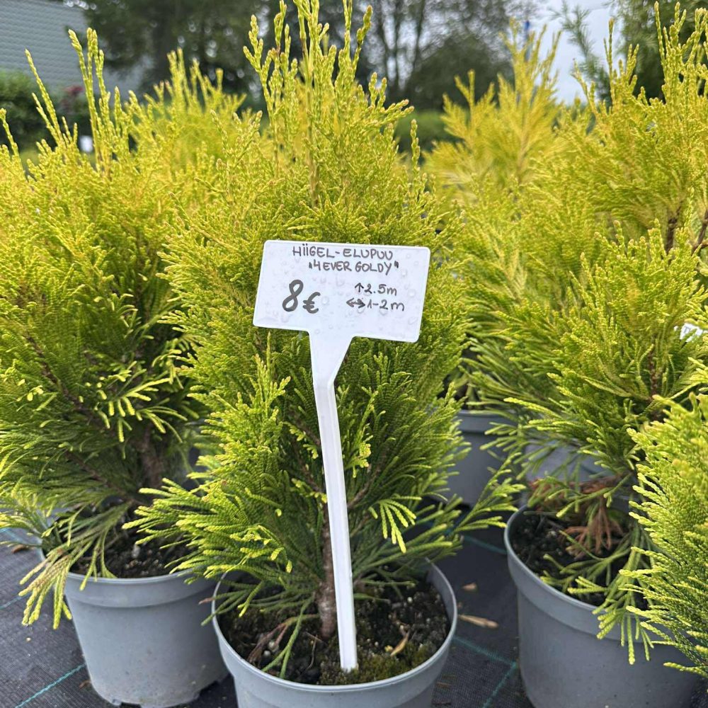 Hiigel elupuu "4ever Goldy" 3l pott, 40cm