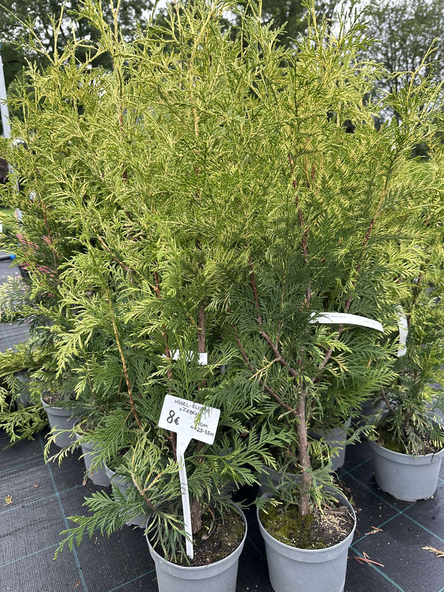 Palgisalu-puukool - Hiigel elupuu "Zebrina"