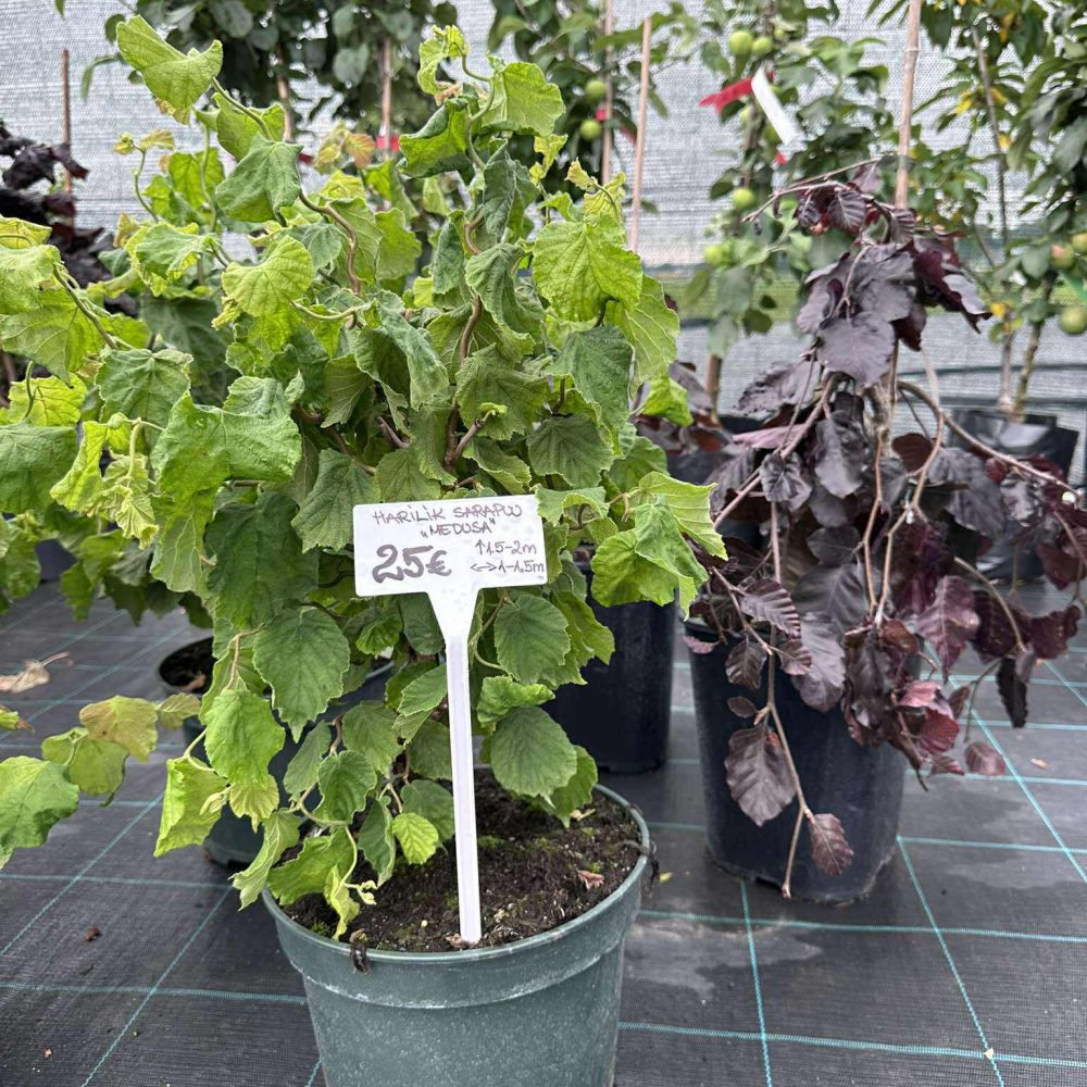 Harilik sarapuu "Medusa" 5L pott, 70-90cm