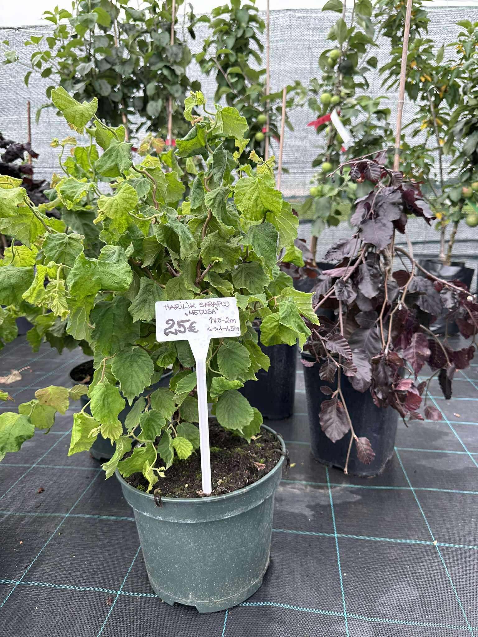 Palgisalu-puukool - Harilik sarapuu "Medusa" 5L pott, 70-90cm