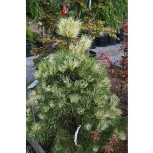 Pinus densiflora Oculus Draconis kollaste triipudega okkad dekoratiivne mänd, Tartus
