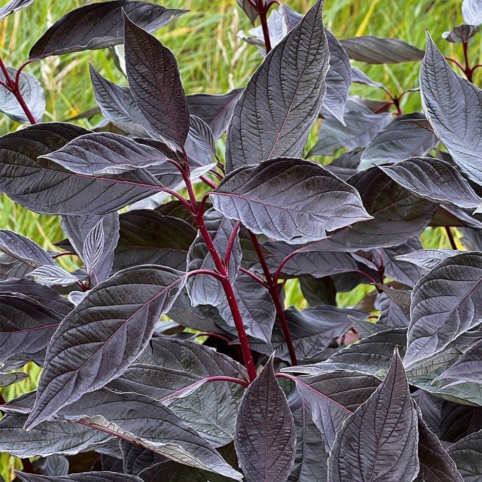 Siberi kontpuu "Nightfall" 3L pott, 120cm