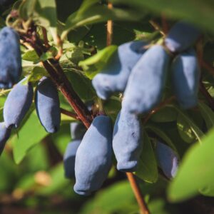 söödav kuslapuu haskap sinised marjad põõsal Lonicera caerulea