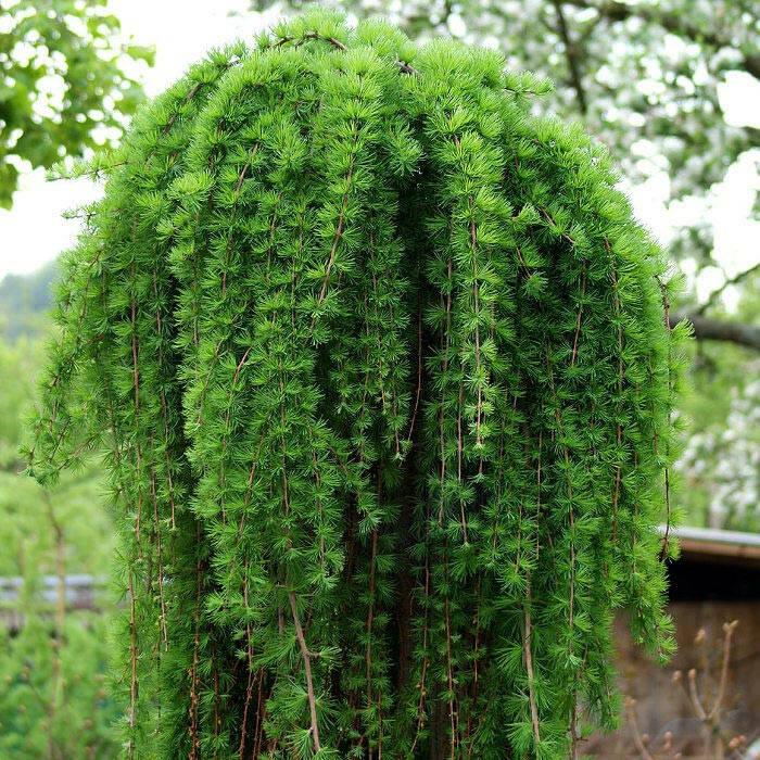 Jaapani lehis ‘Stiff Weeper’ (poogitud, langev vorm)  5L pott, 110cm