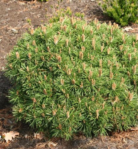Mägimänd 'Benjamin' 5L potis, 30cm
