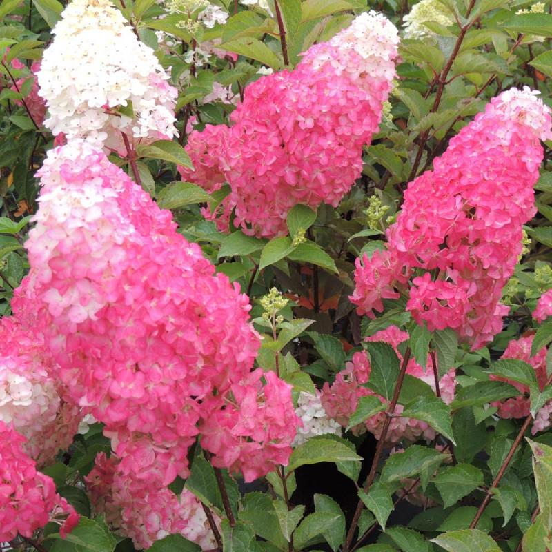 poogitud hortensia Magical Andes valged roosad punakad õied tüvel aias