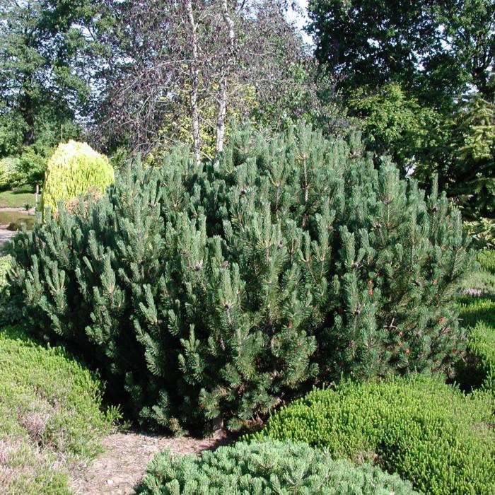 Palgisalu-puukool - Mägimänd "Pumilio" 5L