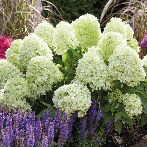Palgisalu-puukool - Hortensia "Silver Dollar", 3L pott