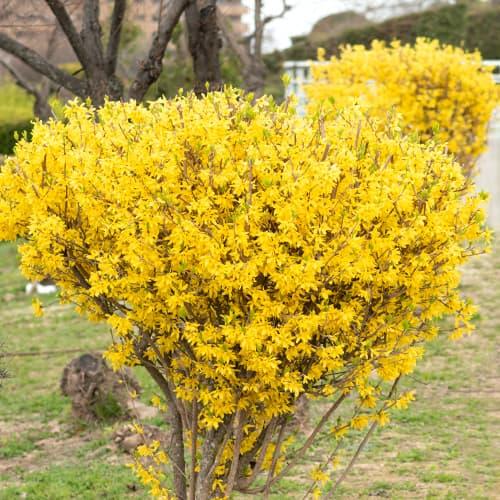 Harilik forsüütia ‘Lynwood Gold’ 3L