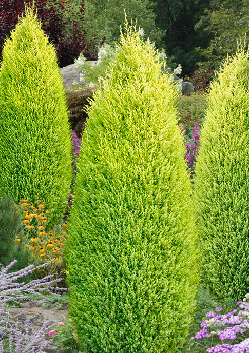 harilik kadakas "Gold Cone"