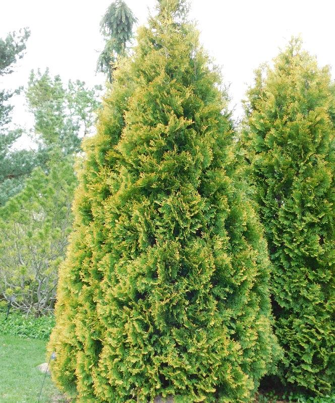 Harilik elupuu "Golden Smaragd" 30L pott, 90x50cm, kahar taim
