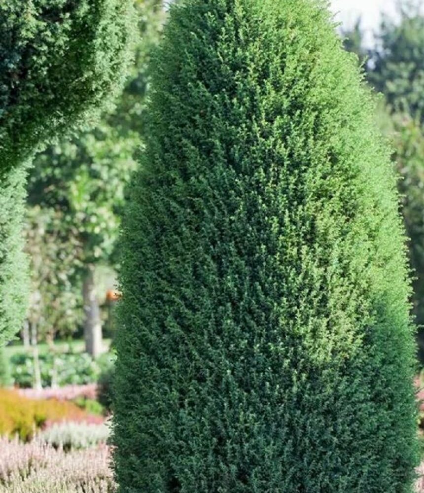 Harilik kadakas "Hibernica" 3L 40-50cm
