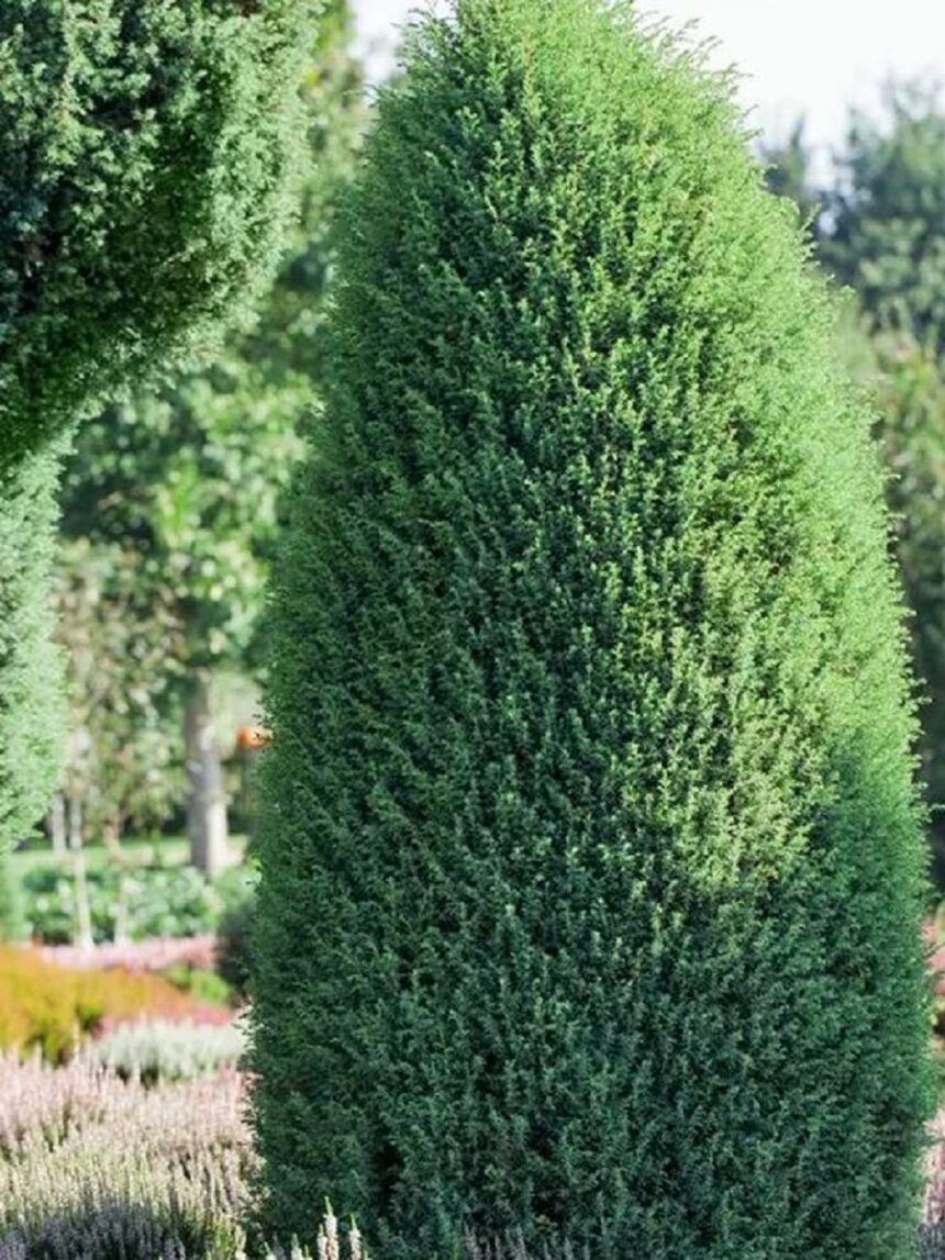 Palgisalu-puukool - Harilik kadakas "Hibernica" 3L 40-50cm