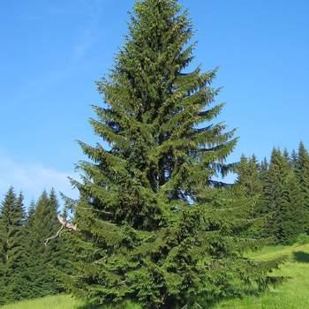 Palgisalu-puukool - Harilik kuusk 100-120cm, 20L pott, kahar taim