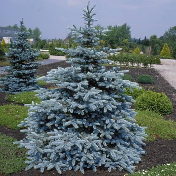 Palgisalu-puukool - Torkav kuusk "Hoopsii" 150cm