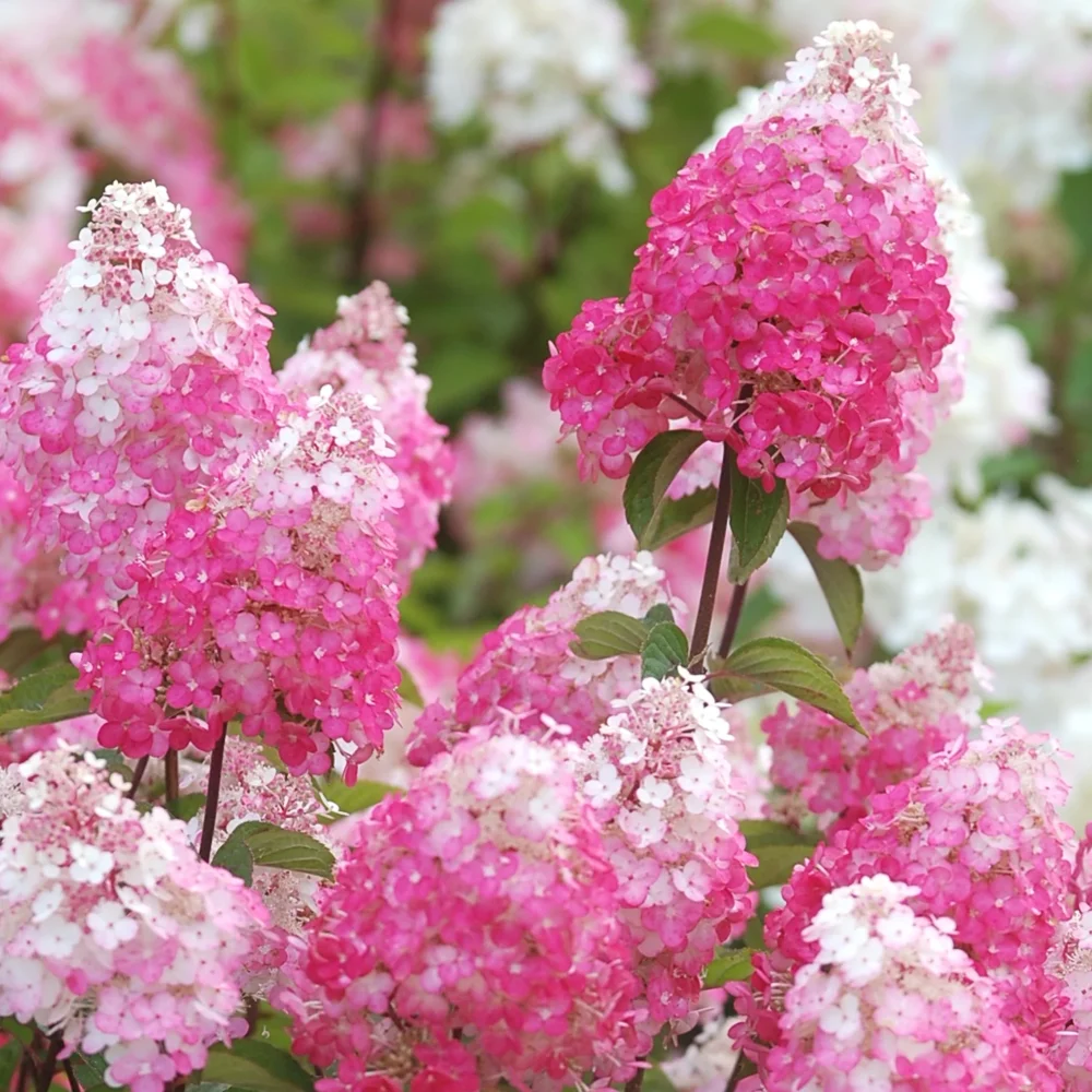Aedhortensia "Fraise Melba" 5L