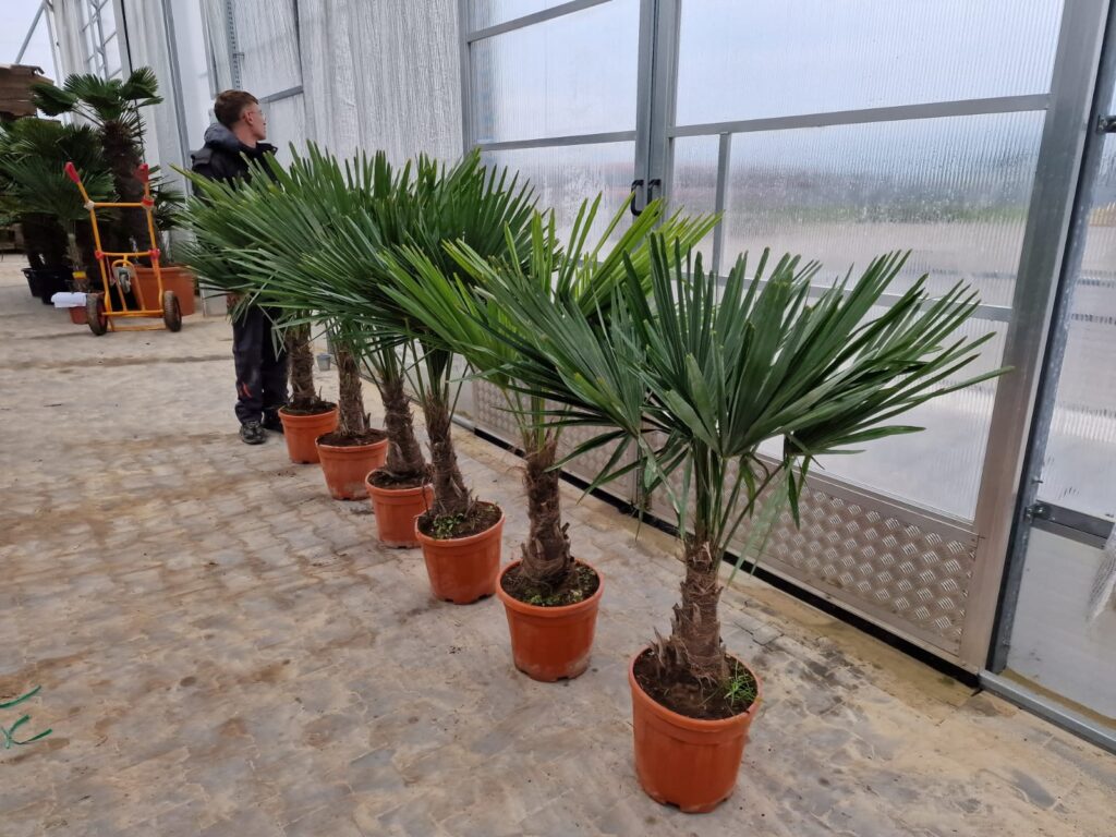 külmakindel-palm-Trachycarpus-fortunei-Palusalu-puukoolis