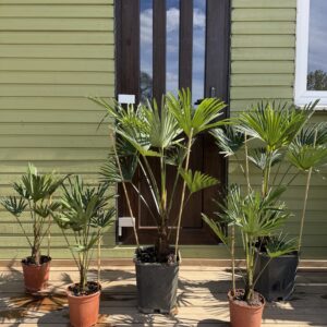 Külmakindel palm 60cm