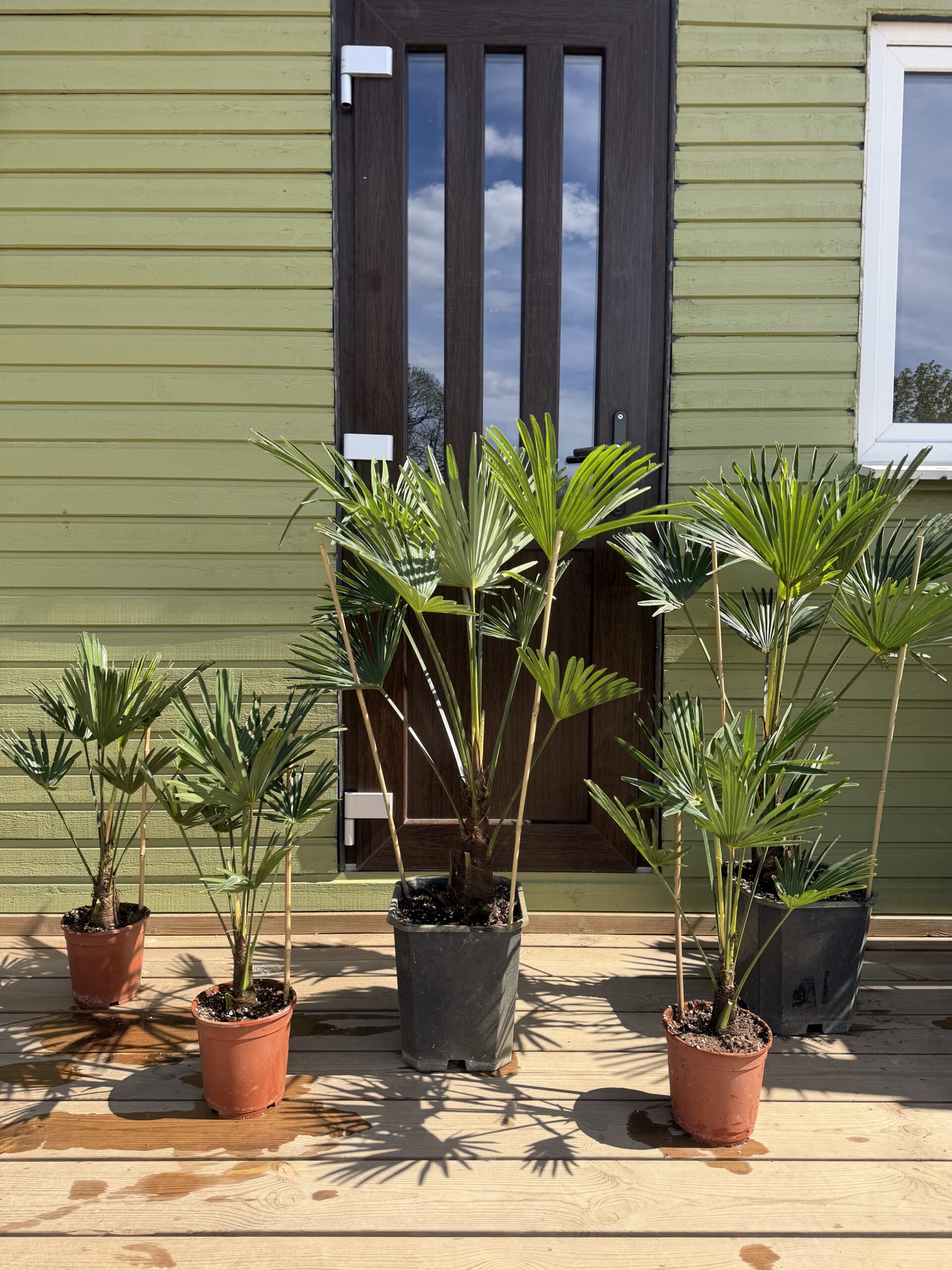 Palgisalu-puukool - Külmakindel palm ‘Trachycarpus fortunei’ 60cm