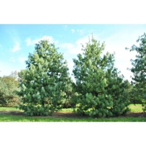 himaalaja mänd Pinus wallichiana pikad rippuvad okkad