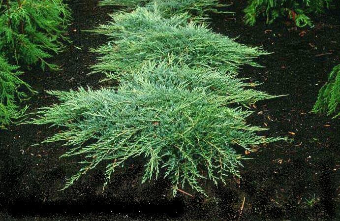 Roomav kadakas "Jade River" 3L