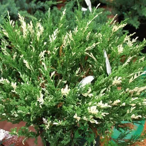 Palgisalu-puukool - Harilik kadakas "Spotty Spreader"