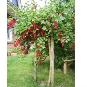 punane sõstar tüvel 90cm pookekoht 60cm marjad kobaras aias