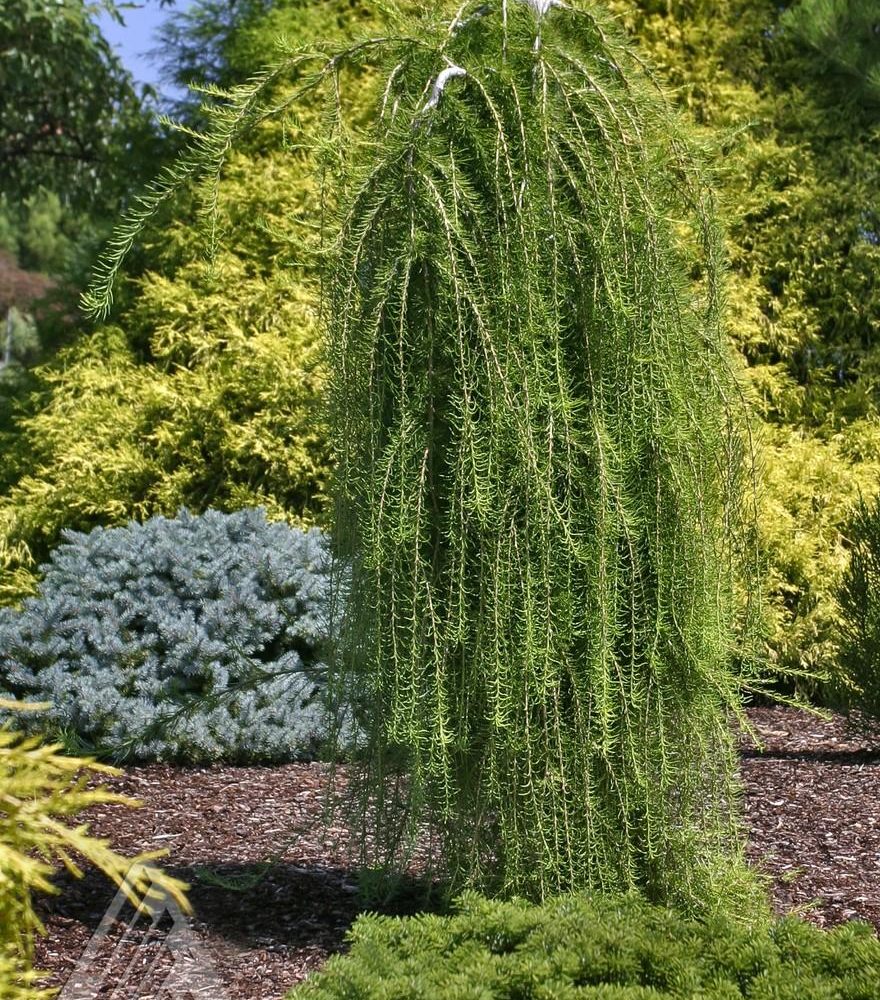 Euroopa lehis ‘Puli’ poogitud, 5L pott, 110cm