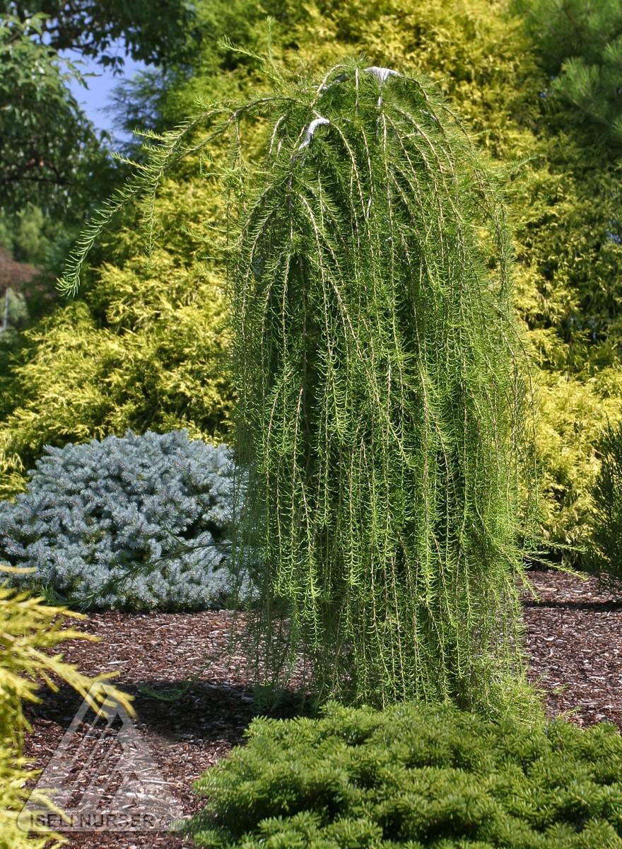 Palgisalu-puukool - Euroopa lehis ‘Puli’ poogitud, 5L pott, 110cm