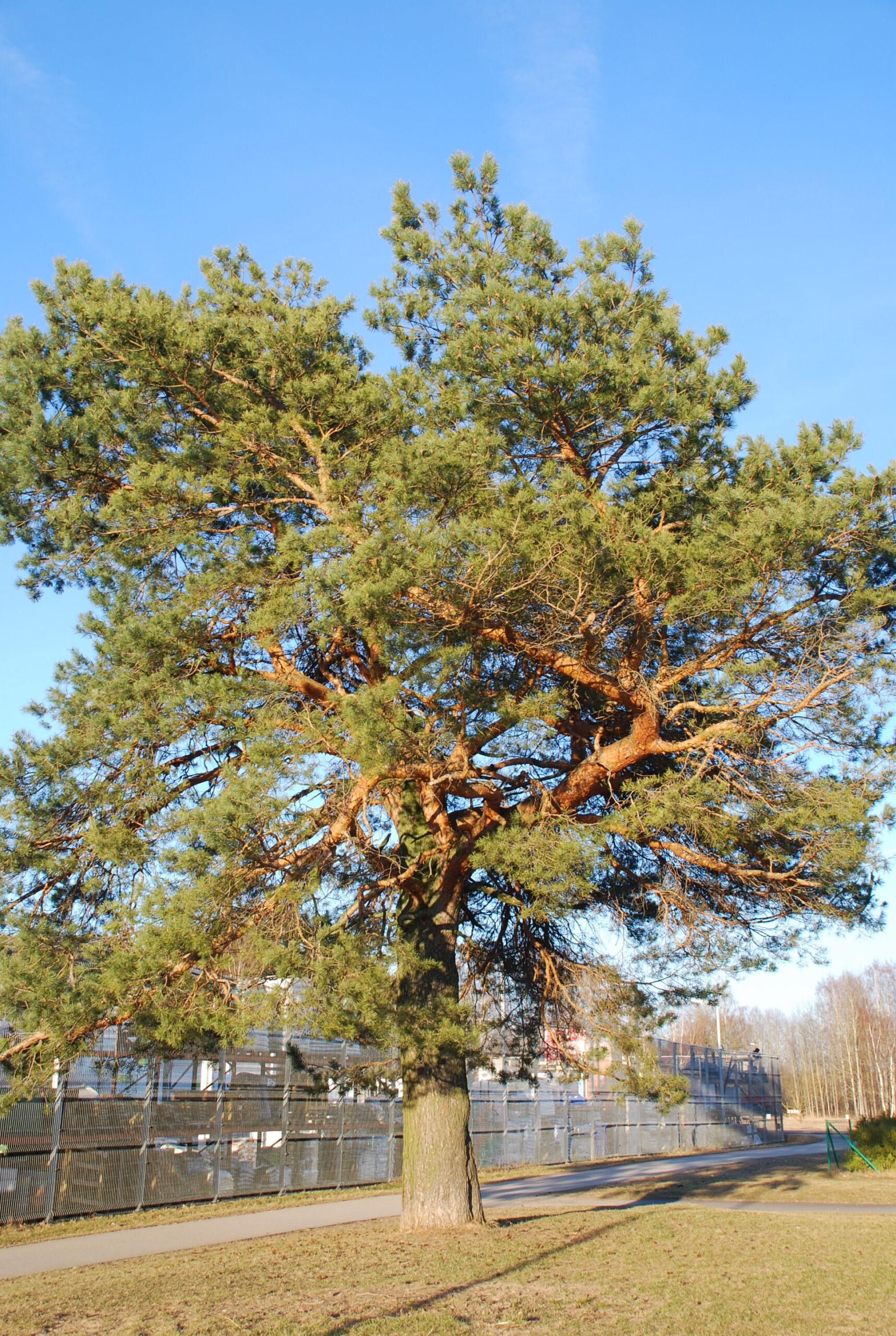 Palgisalu-puukool - Harilik mänd, 3L pott, 70cm