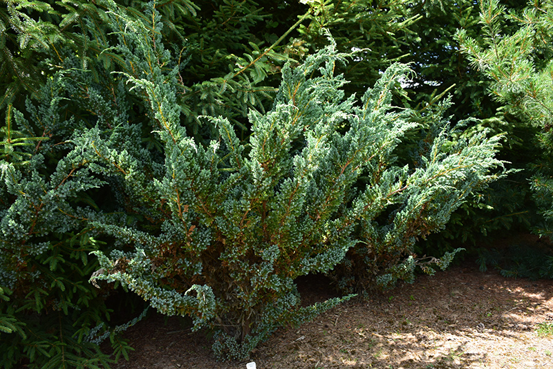 kirju kadakas Meyeri 60/90 cm