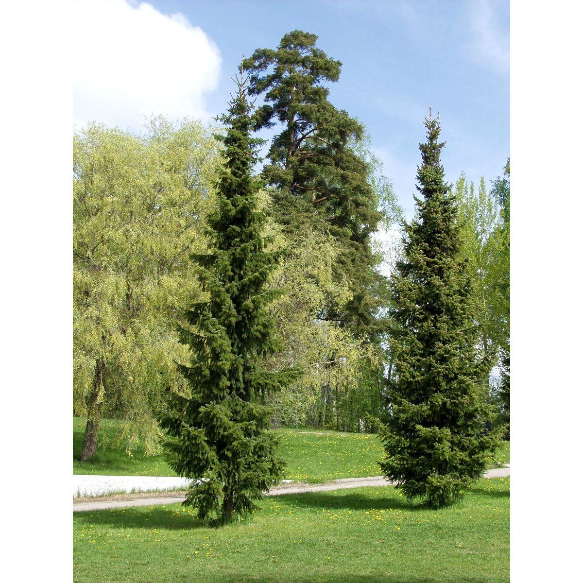 Palgisalu-puukool - Serbia kuusk, 10L pott, 80-100cm