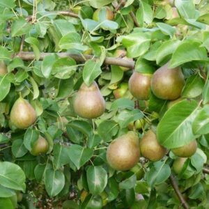 pirnipuu Suvernis