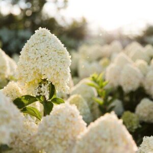 aedhortensia Cotton Cream kreemikasvalged õied kompaktne hortensia põõsas tartus