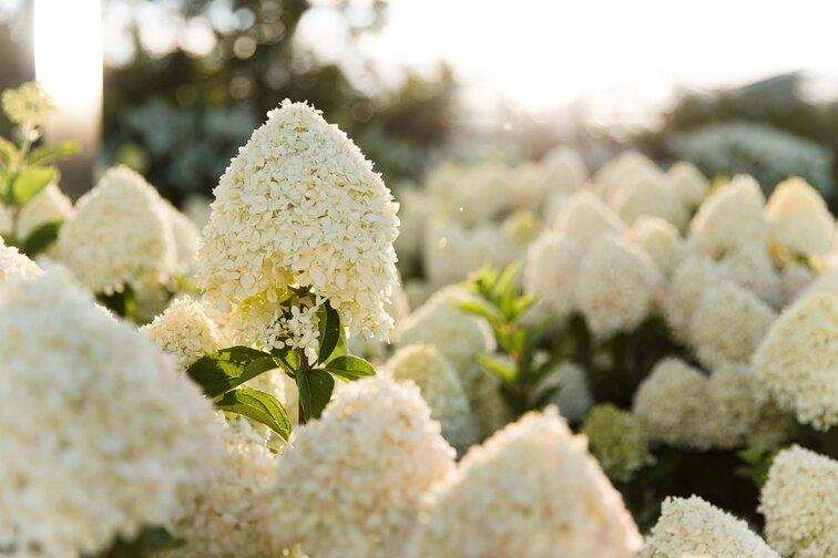 aedhortensia Cotton Cream kreemikasvalged õied kompaktne hortensia põõsas tartus