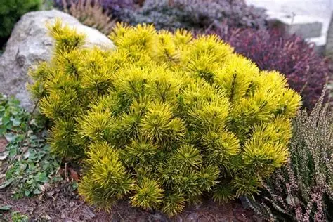 Palgisalu-puukool - Mägimänd ‘Carstens Wintergold’, 5L pott, 35cm