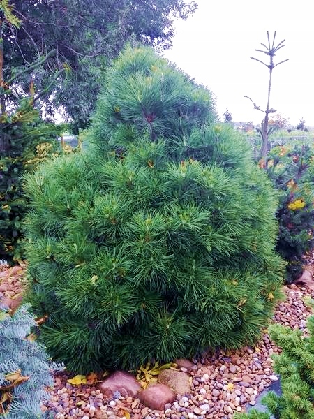 Must mänd 'Spielberg' 5L pott, 35cm