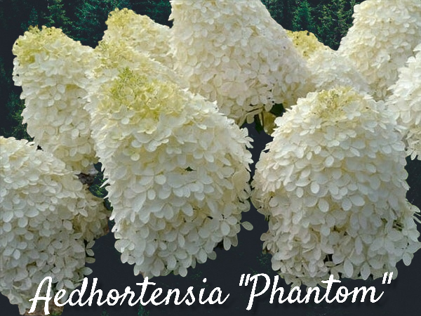 Hortensia "Phantom" 5L pott