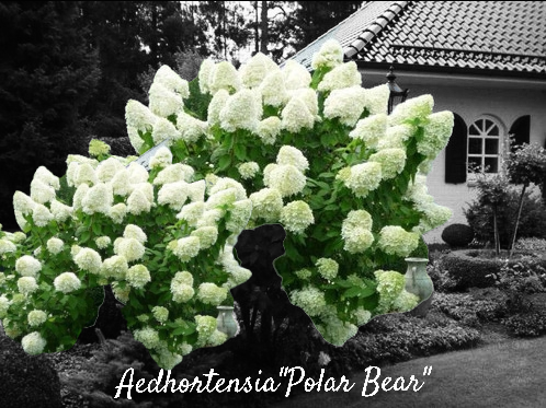 Hortensia "Polar Bear" 3L pott