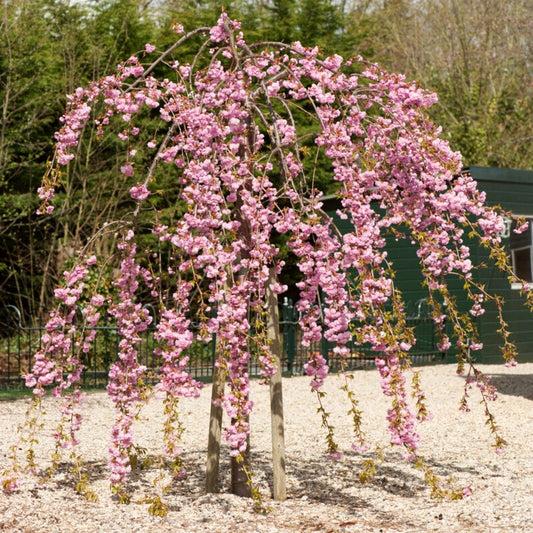 Poogitud rippuv Jaapani kirsipuu "Pendula Rubra" 160-180cm