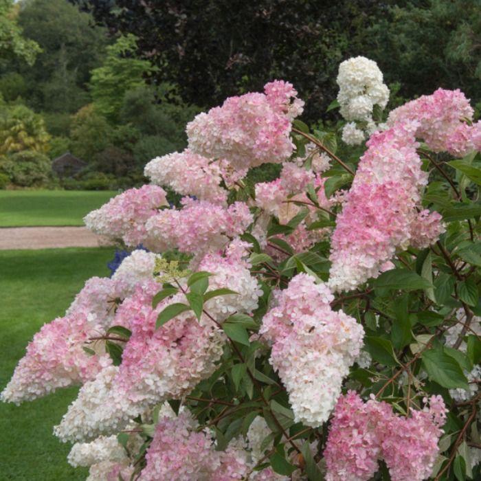 poogitud hortensia Sundae Fraise valged roosad punakad õied tüvel aias