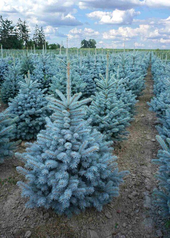 Palgisalu-puukool - Hõbekuusk/Torkav kuusk "Super Blue Seedling" SBS, 10L pott, 60-80cm
