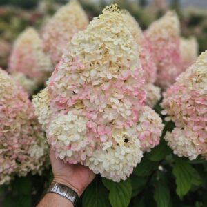 poogitud hortensia Hercules suured valged roosakad õied tüvel aias