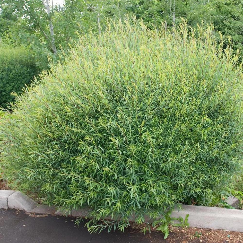 Punane remmelgas ‘Nana’ 3L pott, 90cm