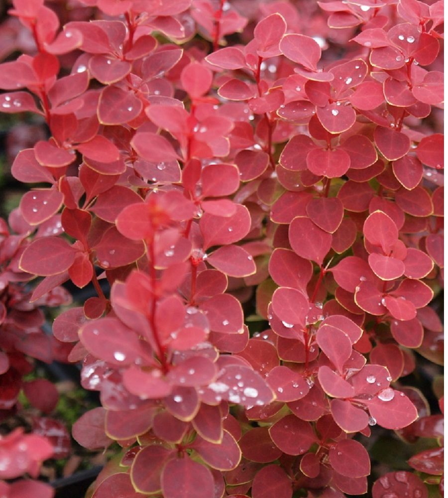 Kukerpuu Berberis "Chiquita"