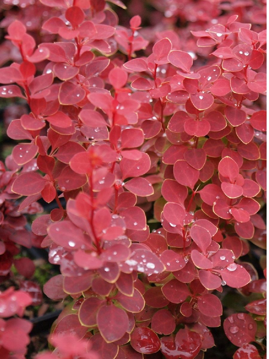 Palgisalu-puukool - Kukerpuu Berberis "Chiquita"