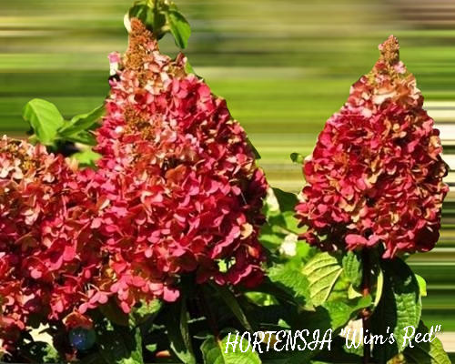 Hortensia "Wim's Red" 3L pott
