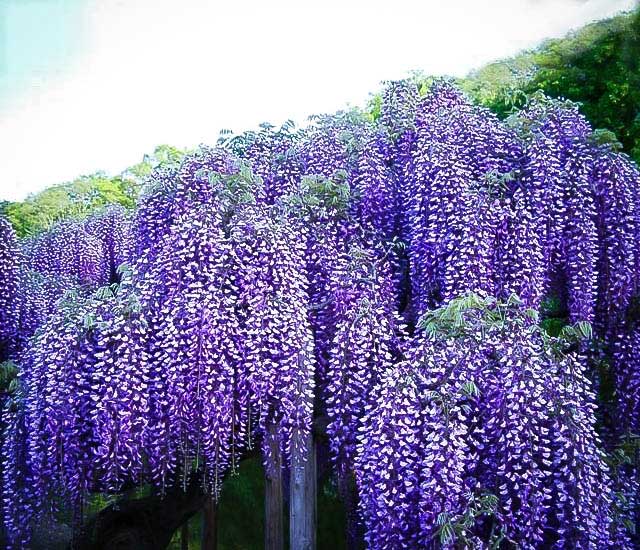 Wisteria "Blue Moon"