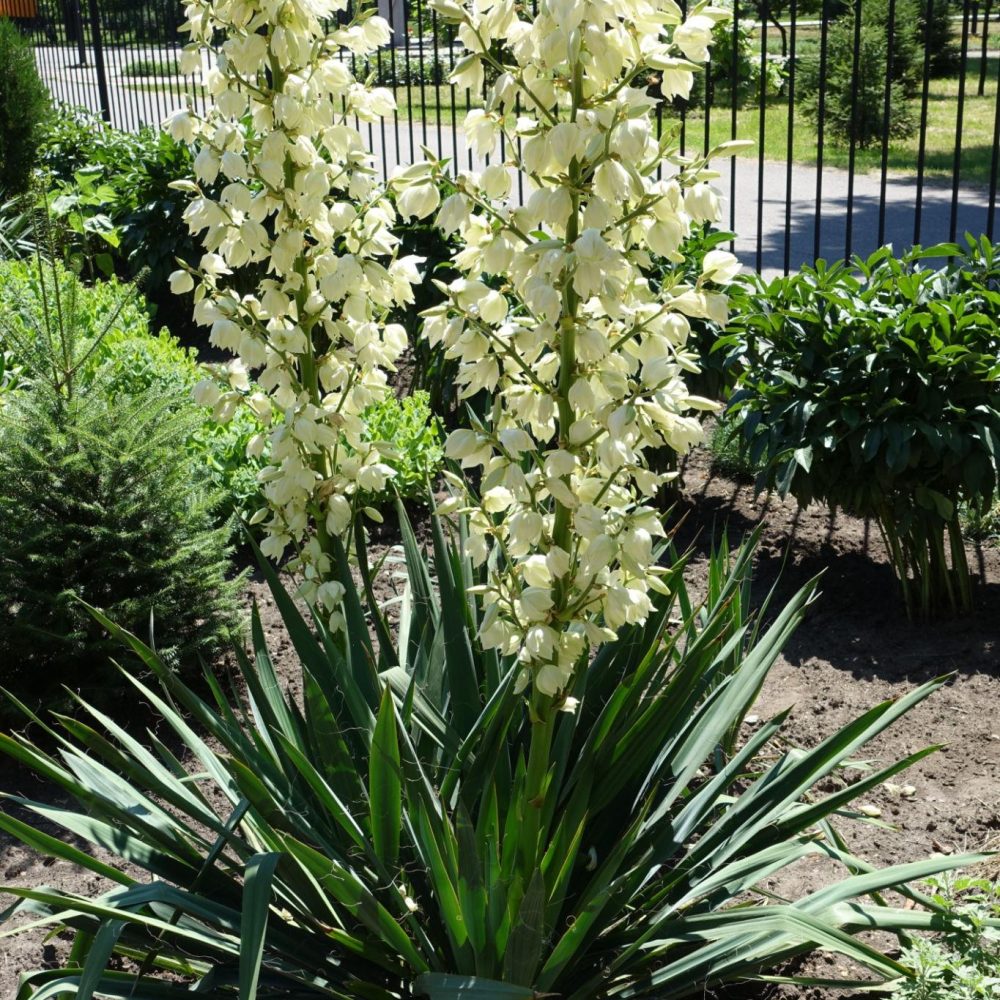 Yucca filamentosa -Aadama nõel 10L