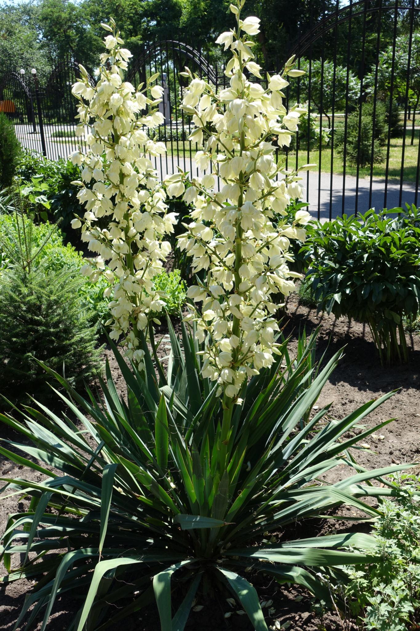 Palgisalu-puukool - Yucca filamentosa -Aadama nõel 10L